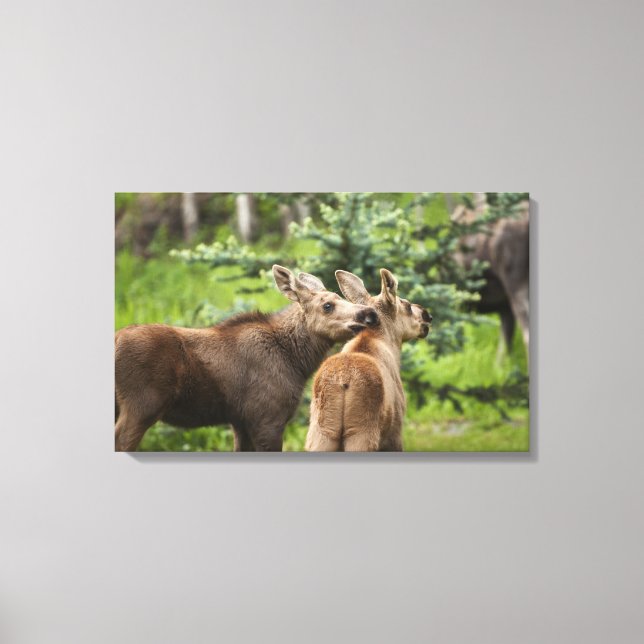 Lienzo Terneros de alce unidos (Anverso)