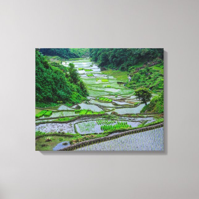 Lienzo Terrazas de arroz de Banaue, Luzon (Anverso)