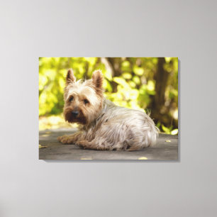 Lienzo Terrier de los E.E.U.U., Colorado, Yorkshire que