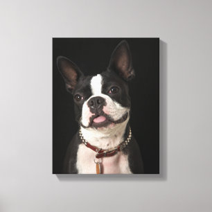 Lienzo Terrier sonriente de Boston con el cuello