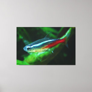 Lienzo Tetra Paracheirodon de neón Innesi de los pescados