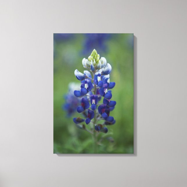 Lienzo Texas Bluebonnet (Anverso)