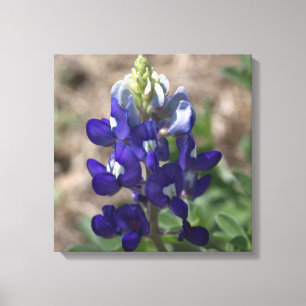 Lienzo Texas Bluebonnet: Vista de macros de Closeup