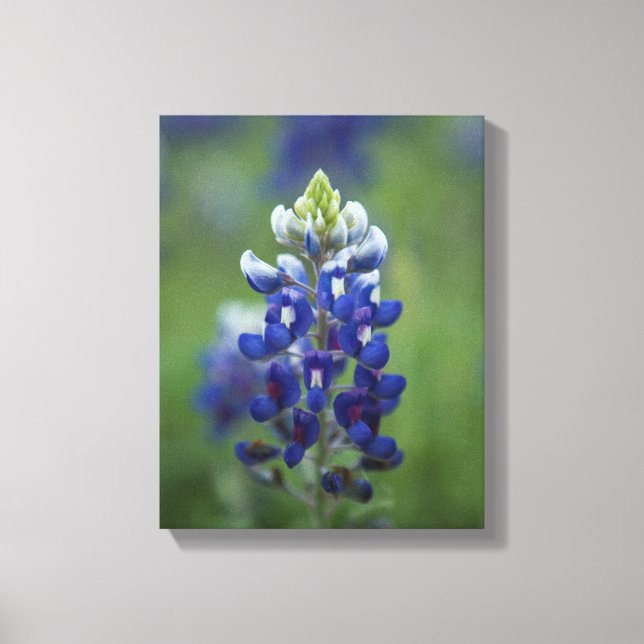 Lienzo Texas Bluebonnets (Anverso)