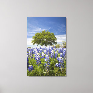 Lienzo Texas bluebonnets(lupinus texensis) y roble