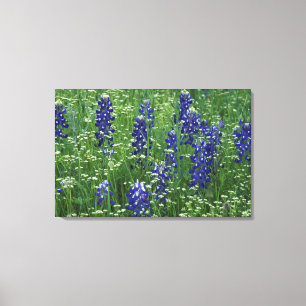 Lienzo Texas, Lago Buchanan. Texas Bluebonnet y silvestre