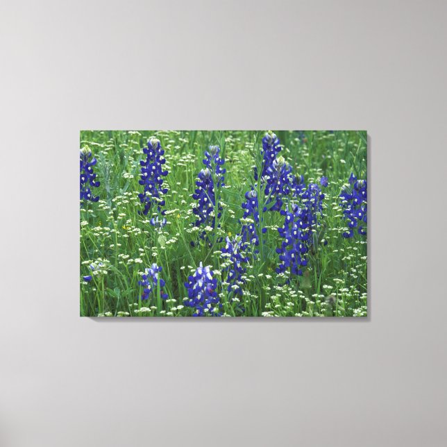 Lienzo Texas, Lago Buchanan. Texas Bluebonnet y silvestre (Anverso)