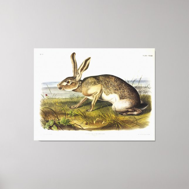 Lienzo Texian Hare, conejo Jack de cola negra de Audubon (Anverso)