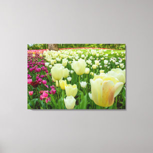 Lienzo the blossoming of tulips in a park on canvas print