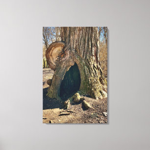 Lienzo The Curious Hollow 20x30 se traduce como El Curios