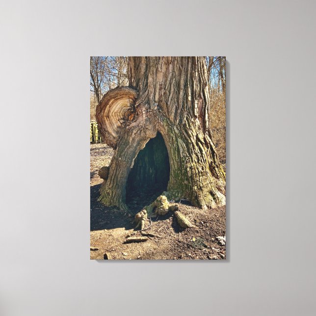 Lienzo The Curious Hollow 20x30 se traduce como El Curios (Anverso)