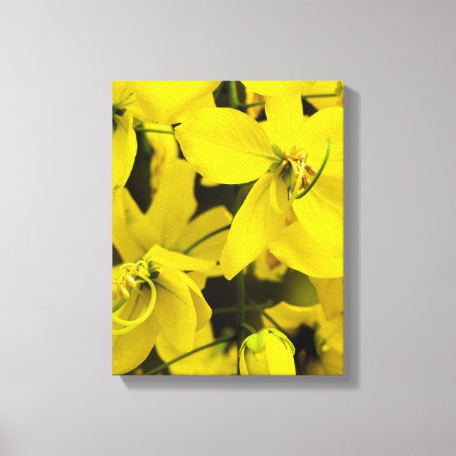 Lienzo The yellow of laburnum flowers (Anverso)