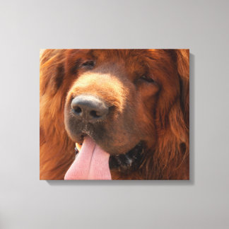 Lienzo Tibetano Mastiff