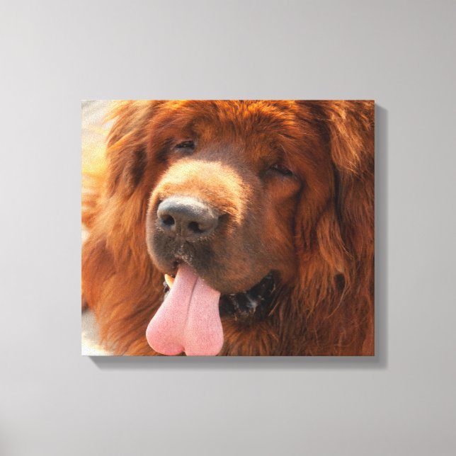 Lienzo Tibetano Mastiff (Anverso)