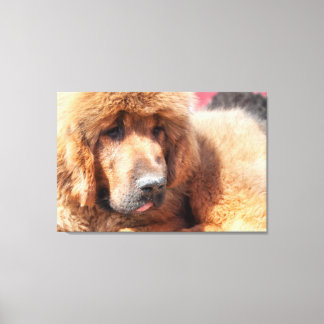 Lienzo Tibetano Mastiff