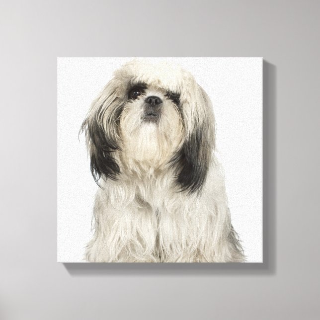 Lienzo Tibetano Terrier Puppy (Anverso)