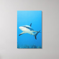 Tiburón arrecife caribeño (Carcharhinus perezi)