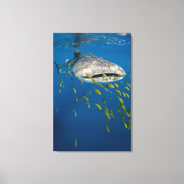 Lienzo Tiburón ballena con peces, Indonesia (Anverso)