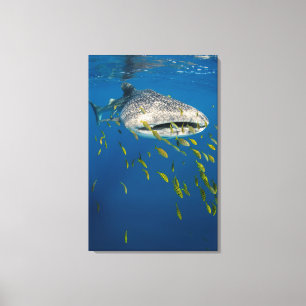 Lienzo Tiburón ballena con peces, Indonesia