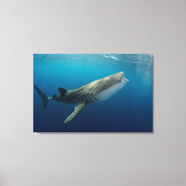 Lienzo Tiburón Ballena Nadando (Anverso)