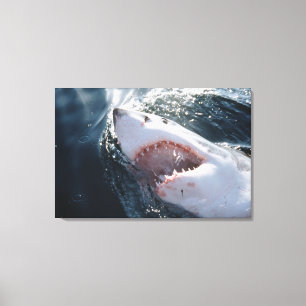 Lienzo Tiburón blanco en el mar