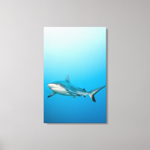 Lienzo Tiburones grises del filón (amblyrhnchos del