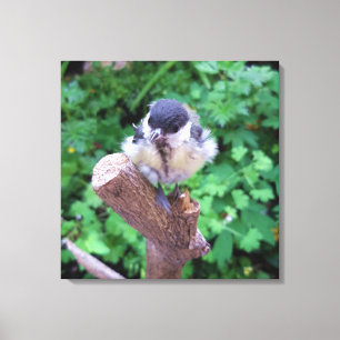 Lienzo Tidi my Bird the Parus Major