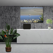 Tiempo de alimentación para la monarca real