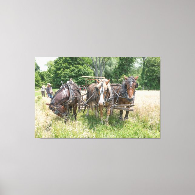 Lienzo Tiempos de cosecha de trigo en el centro de Nueva  (Anverso)