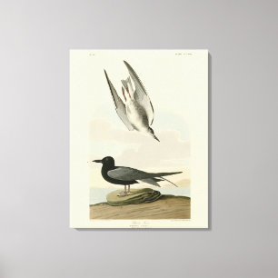 Lienzo Tierra negra de los pájaros de América de Audubon