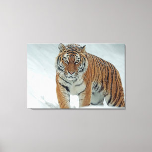 Lienzo Tigre