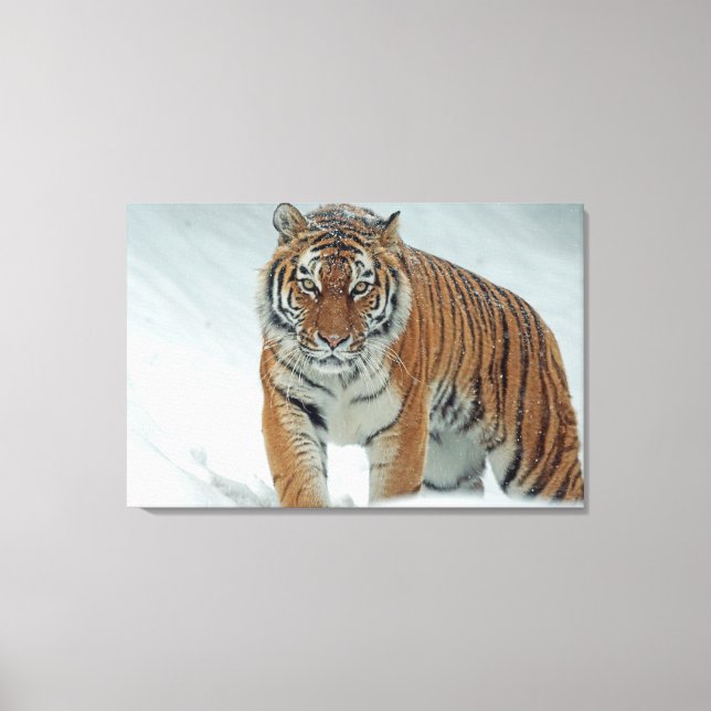 Lienzo Tigre (Anverso)