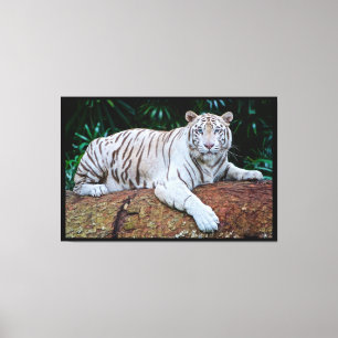 Lienzo Tigre blanco