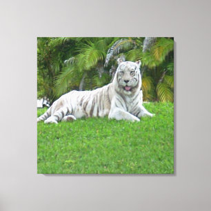 Lienzo Tigre Blanco Descansando en Pradera Verde Tranquil