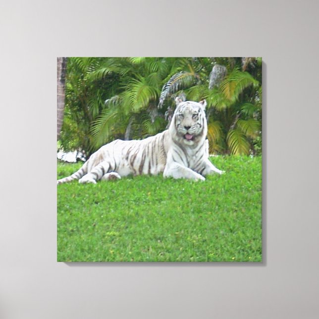 Lienzo Tigre Blanco Descansando en Pradera Verde Tranquil (Anverso)