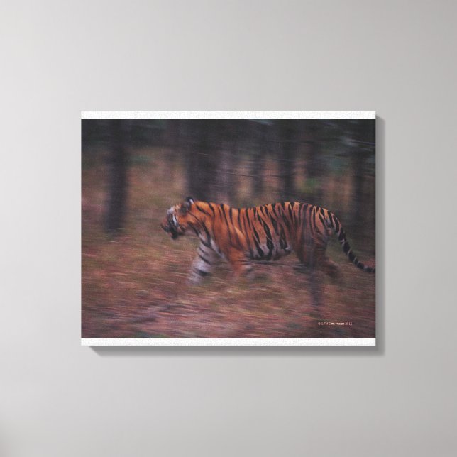 Lienzo Tigre caminando por el bosque (Anverso)