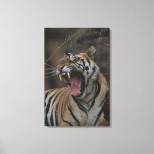 Lienzo Tigre Cub que bosteza