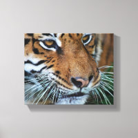 Tigre de Bengala cerca de África