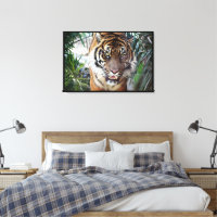 Tigre de Bengala mirando envuelto 2