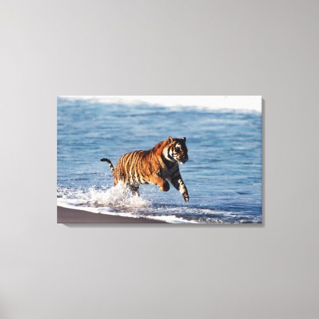 Lienzo Tigre de Bengala (Panthera Tigris) (Anverso)
