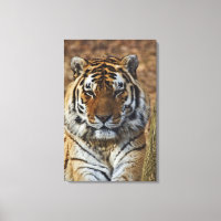 Tigre de Bengala, Panthera tigris, Zoológico de Lo