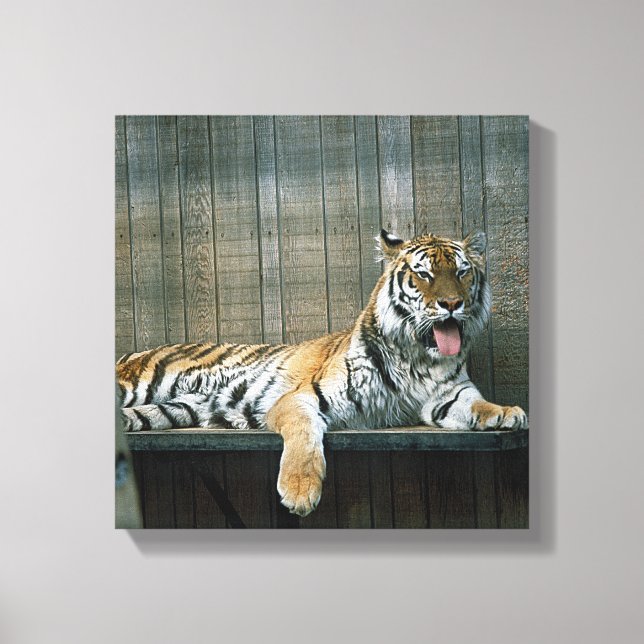 Lienzo Tigre de bostezo en jaula en el zoológico (Anverso)