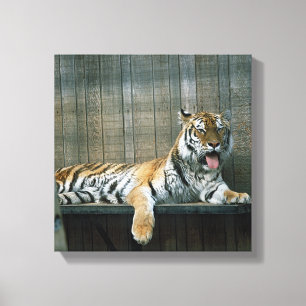 Lienzo Tigre de bostezo en jaula en el zoológico