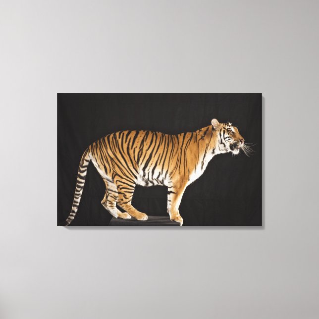 Lienzo Tigre de pie en el andén (Anverso)