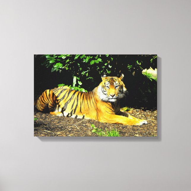 Lienzo tigre de Sumatra animal (Anverso)