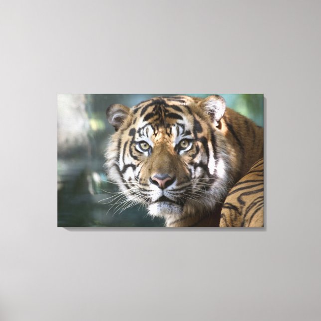 Lienzo Tigre de Sumatra macho (Panthera tigris sumatrae) (Anverso)