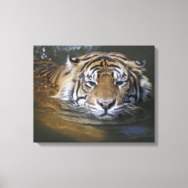 Lienzo Tigre de Sumatra, Panthera tigris sumatrae (Anverso)