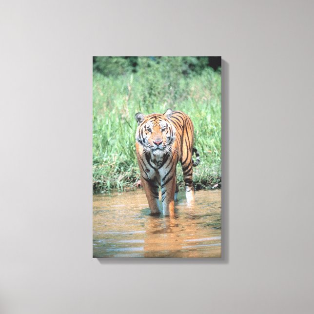 Lienzo Tigre en el agua (Anverso)