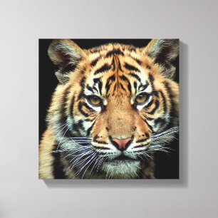 Lienzo Tigre en peligro de extinción