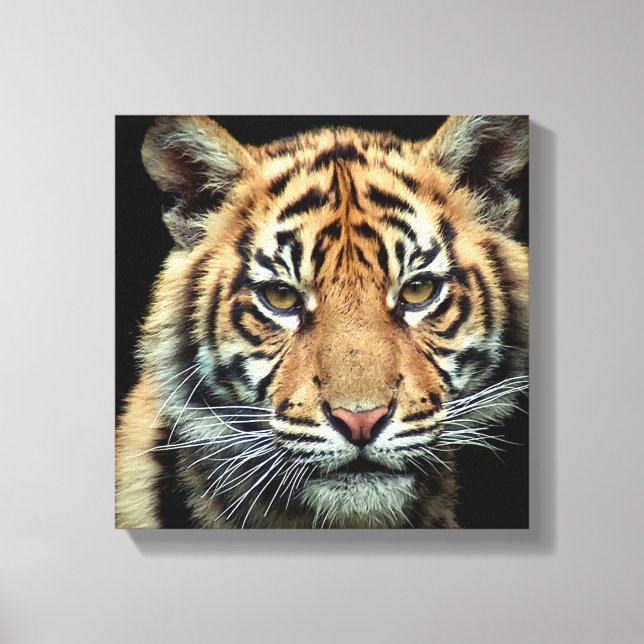 Lienzo Tigre en peligro de extinción (Anverso)